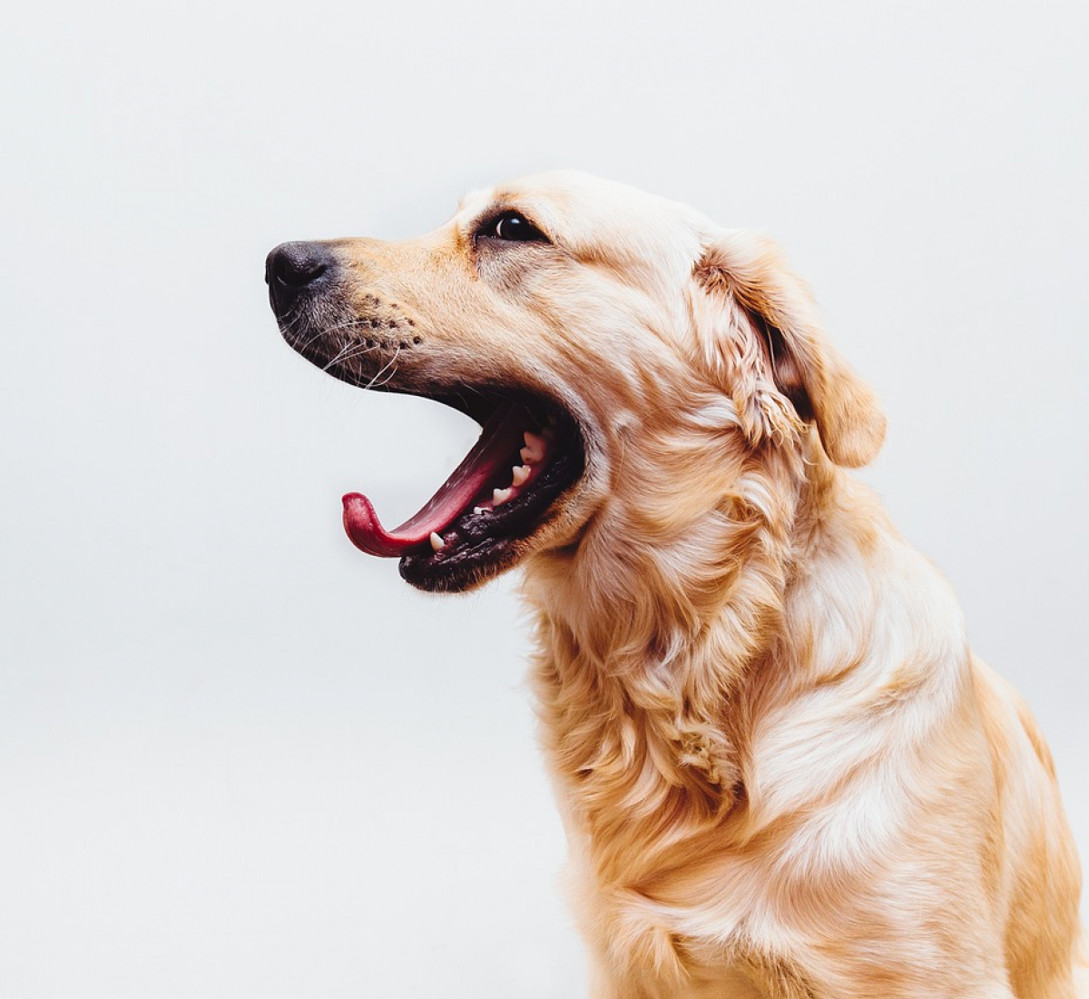 gallery/bfac010cacc2afd49fd8d000ed2b8e1f